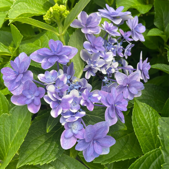 楽天市場】アジサイ 旭日昇天 5号鉢 大苗 花苗 苗木 あじさい 紫陽花