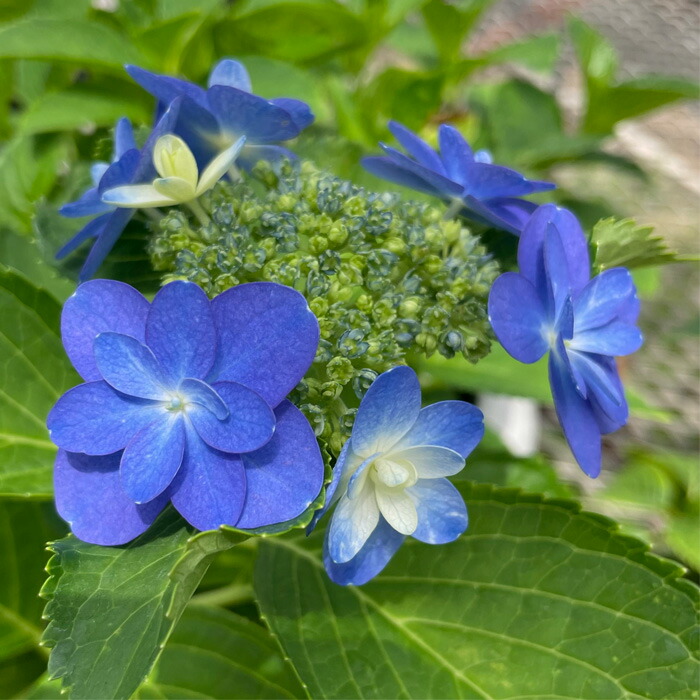 楽天市場】予約販売 アジサイ おはよう 9cmポット 加茂 KAMO