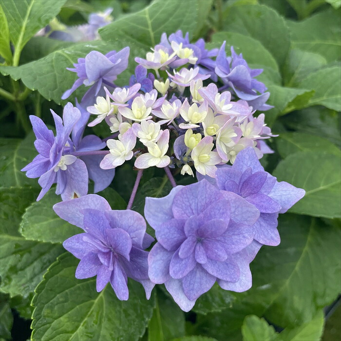 紫陽花 楽天市場】アジサイ 藍染め 7.5cmポット 加茂 KAMOセレクション