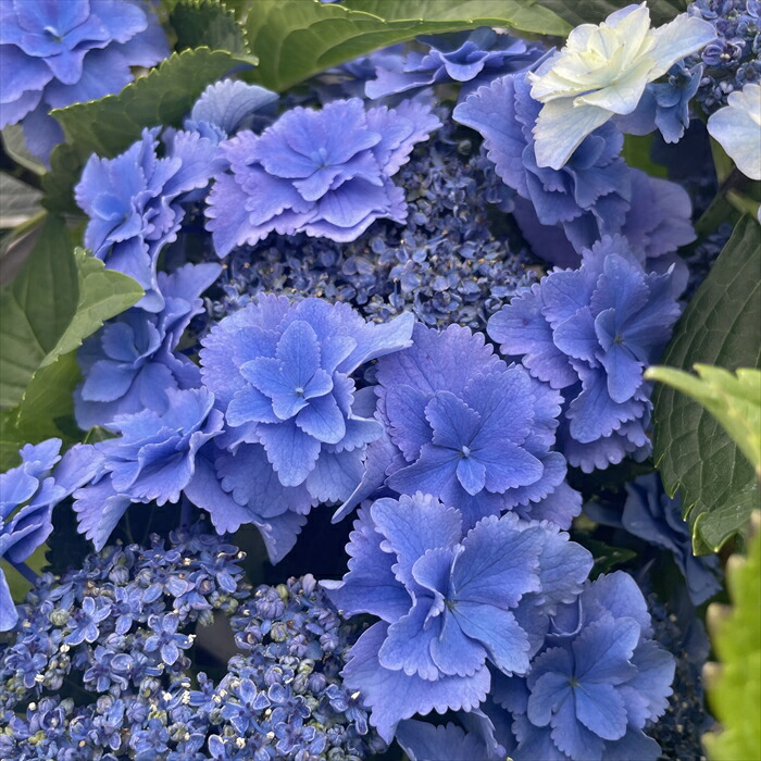 紫陽花 苗　旭日昇天　超超特大　来年用 紫陽花 苗 旭日昇天 超超特大 来年用 アジサイ 旭日昇天 9cmポット