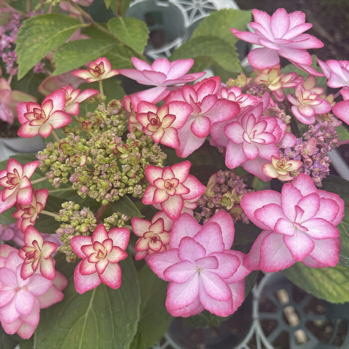 楽天市場】予約販売 アジサイ おはよう 9cmポット 加茂 KAMO