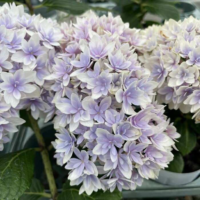 楽天市場】予約販売 アジサイ おはよう 9cmポット 加茂 KAMO