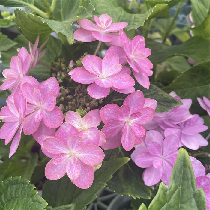 楽天市場】アジサイ 粉雪 7.5cmポット 加茂 KAMOセレクション