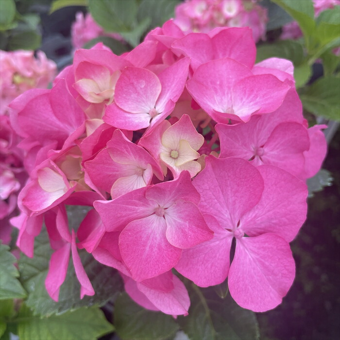 楽天市場】アジサイ 旭日昇天 5号鉢 大苗 花苗 苗木 あじさい 紫陽花