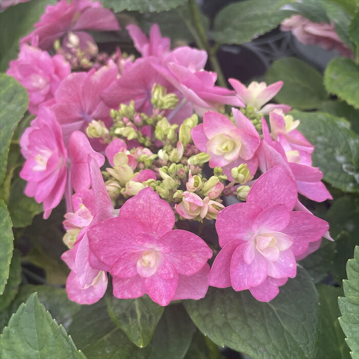 紫陽花 楽天市場】アジサイ 藍染め 7.5cmポット 加茂 KAMOセレクション