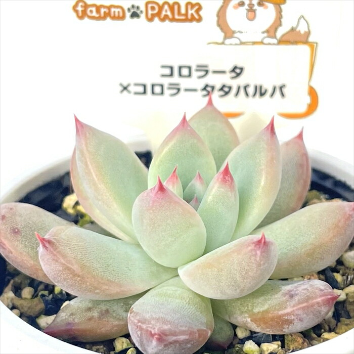 ファームパルク苗 希少 バレンタインベアー 札付き その他多肉植物