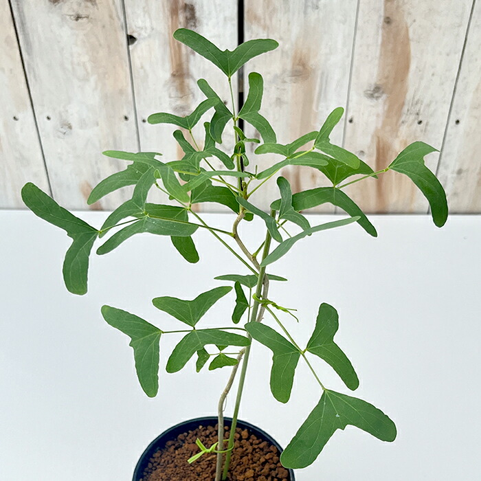 その他観葉植物 honokoo ◎ 新入荷 ◎ | NOKO's
