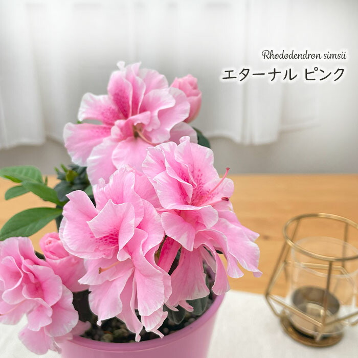 楽天市場】予約販売 アザレア ロドデンドロン エターナル ホワイト 4号