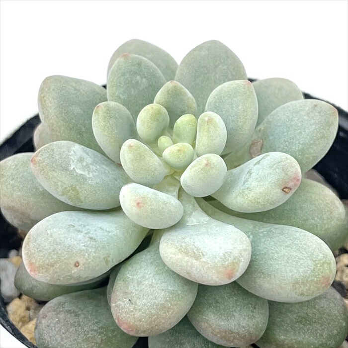 楽天市場】多肉植物 hmエケベリア ラズアガ 多肉植物 エケベリア