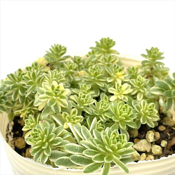 楽天市場】多肉植物 hmセダム シャンパンライム 春萌錦 多肉植物