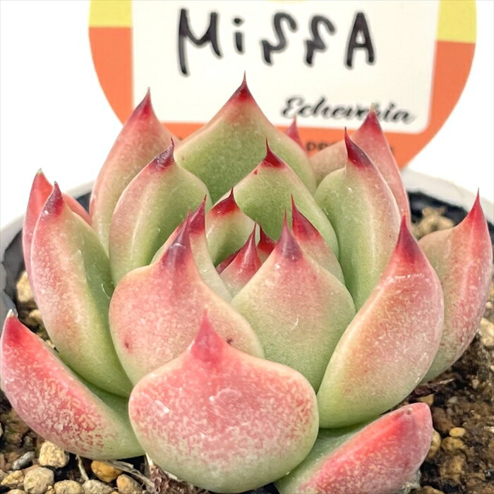 多肉植物24個 0919-D013 ブラッドスワロー エケベリア カット苗  多肉植物 kswエケベリア ブラッドスワロー 柏屋商店さん苗