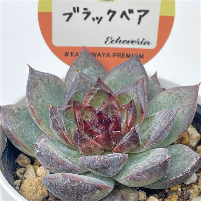楽天市場】多肉植物 kswエケベリア ダークオパール 柏屋商店さん苗