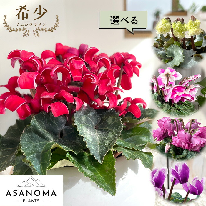 楽天市場】ミニシクラメン 苗 白銀の世界 9cmポット 麻野間園芸 麻野間