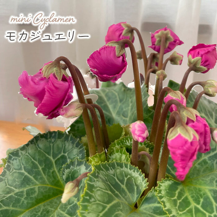 ミニシクラメン 9cm 白テク鉢 ミニシクラメン 9cm 白テク鉢 シクラメン