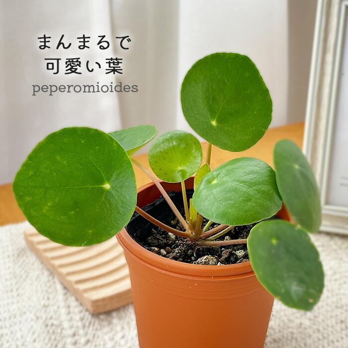 楽天市場】観葉植物 コウモリラン ビカクシダ グランデ 4.5号鉢