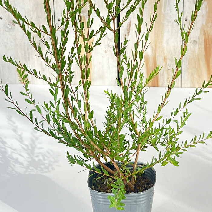 楽天市場】アロニア チョコレートベリー 10.5cmポット スーパーフード