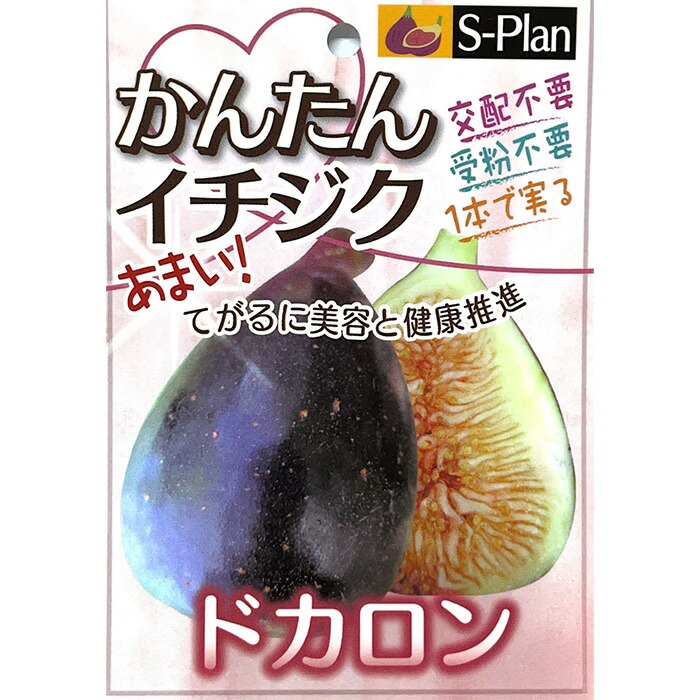 【専用出品】JPNfiger　いちじく苗 楽天市場】予約販売 いちじく 苗 フランダース 13.5cmポット