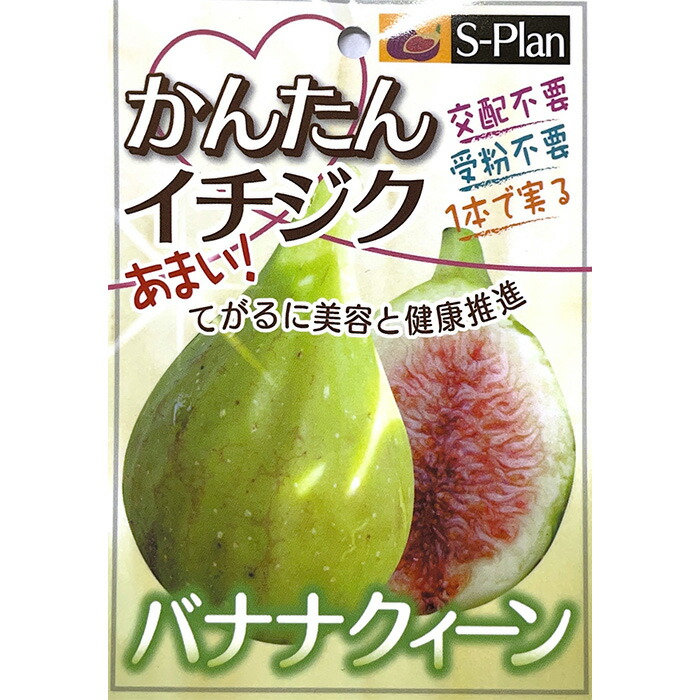 楽天市場】予約販売 いちじく 苗 パスティー 12cmポット