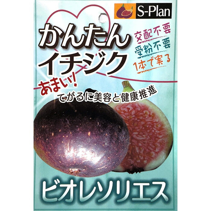 【専用出品】JPNfiger　いちじく苗 楽天市場】予約販売 いちじく 苗 フランダース 13.5cmポット
