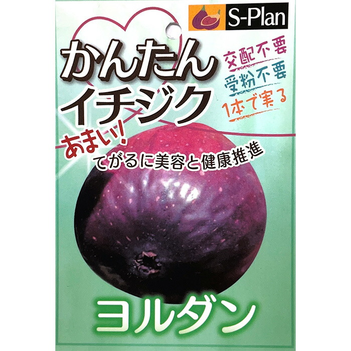 【専用出品】JPNfiger　いちじく苗 楽天市場】予約販売 いちじく 苗 フランダース 13.5cmポット