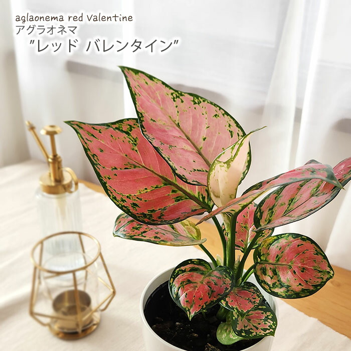 アグラオネマ アグラオネマ | 希少植物の販売 アグラオネマ専門販売店