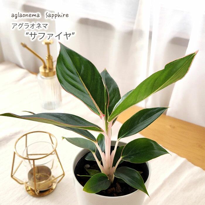 アグラオネマ アグラオネマ：ホワイトレガシー 2.5号ポット の通販 | 園芸ネット