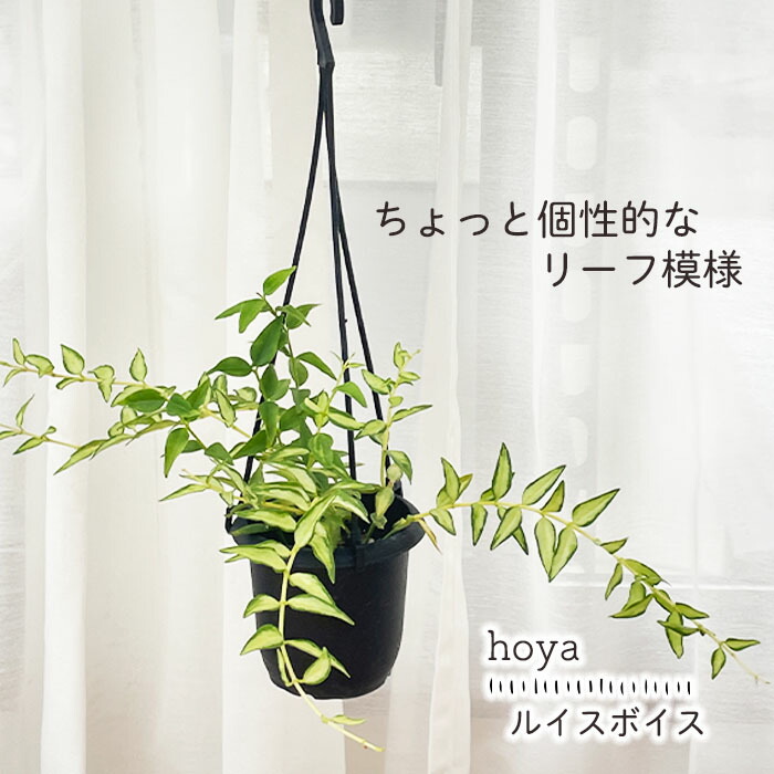 楽天市場】「斑入り」のホヤ・ベラ吊り鉢 吊り下げ 吊るす ハンギング