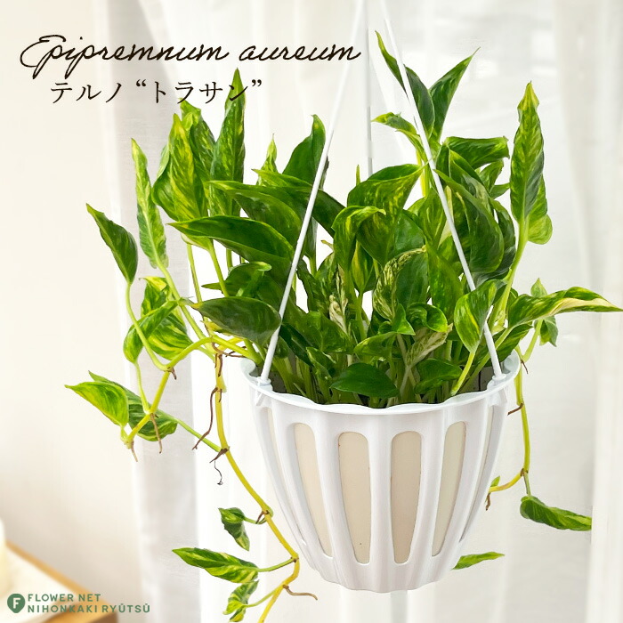 【観葉植物】ポトス　テルノシャングリラ　鉢ごと Amazon｜観葉植物 ポトス テルノ No.010 シャングリラ 5号鉢