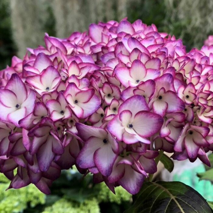 楽天市場】アジサイ クレイジーテンシアブルー 10.5cmポット