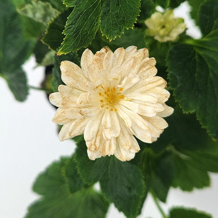食用菊　カシロの苗　3＋2本　匿名配送 食用菊 カシロの苗 3＋2本 匿名配送 - メルカリ