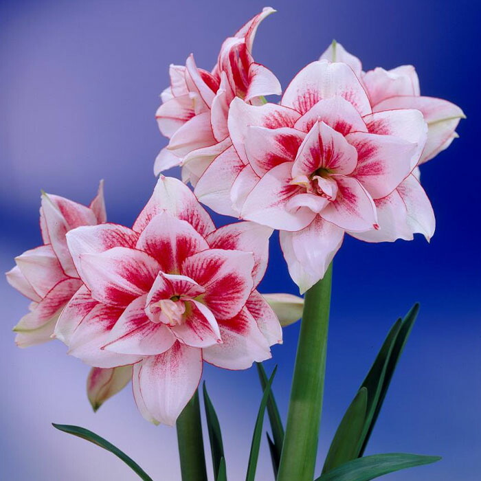 楽天市場】バラ咲き デンマークカクタス ピンクローズ 5号鉢 送料無料