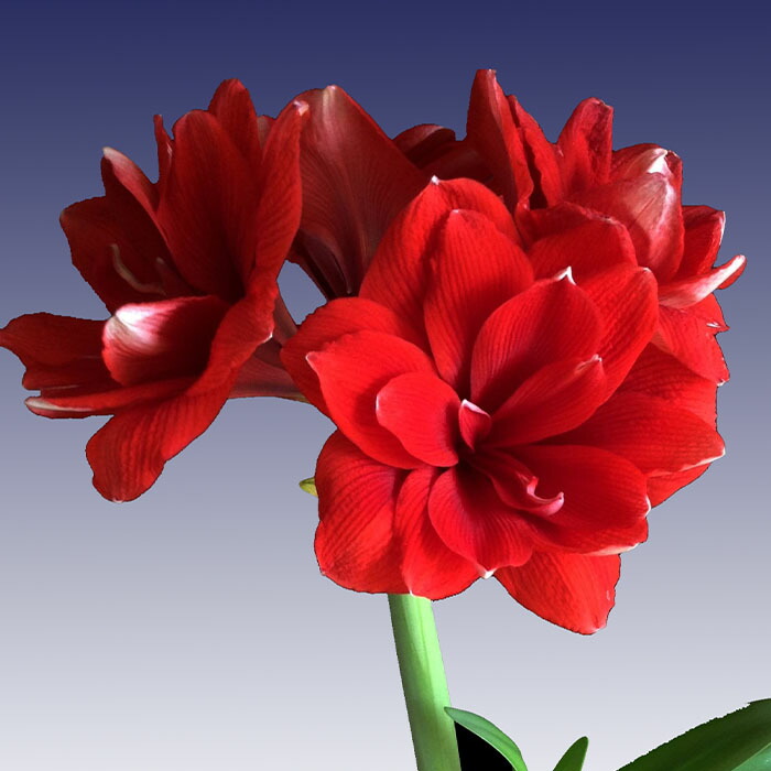 楽天市場】予約販売 バラ咲き デンマークカクタス ホワイトローズ 5号