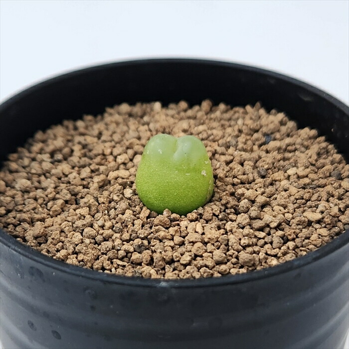 Shamrock ★ Cat 幅10センチ　超特大　モンスト　オベサ 楽天市場】caサボテン 金鯱 モンストローサ 7.5cmポット : フラワー