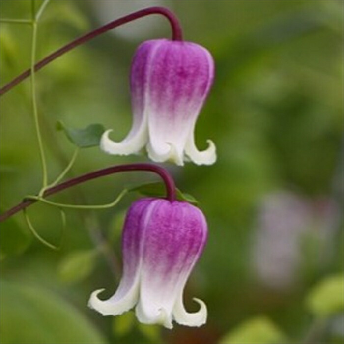 楽天市場】予約販売 クレマチス 苗 ストロベリーキッス ヴィオルナ系