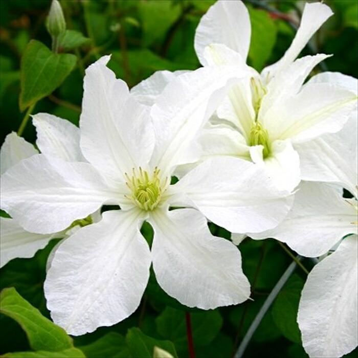 楽天市場】予約販売 クレマチス 苗 コアクチリス インテグフォリア系