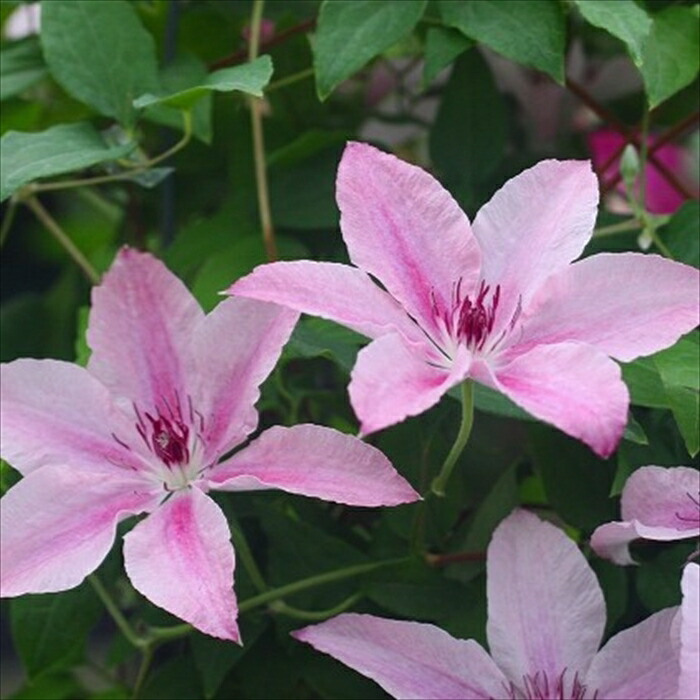 楽天市場】予約販売 クレマチス 苗 フォーエバーフレンズ 遅咲き