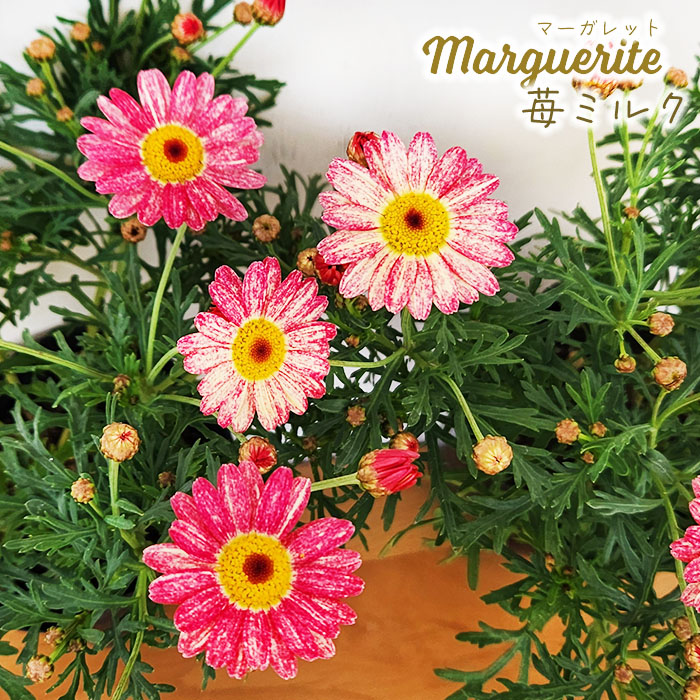 楽天市場】一重咲き マーガレット ストロベリーホイップ 3.5号ポット苗