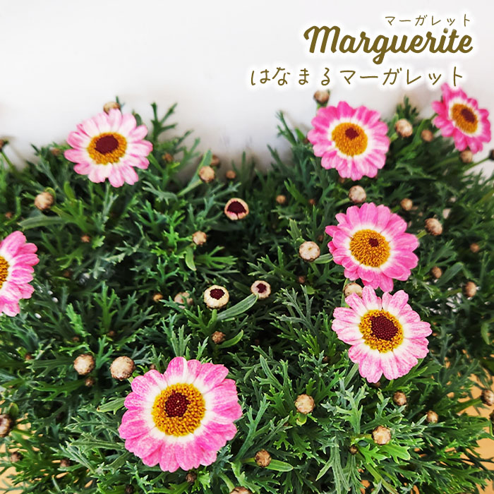 楽天市場】予約販売 マーガレット 苗 スウィートピンク 10.5cmポット