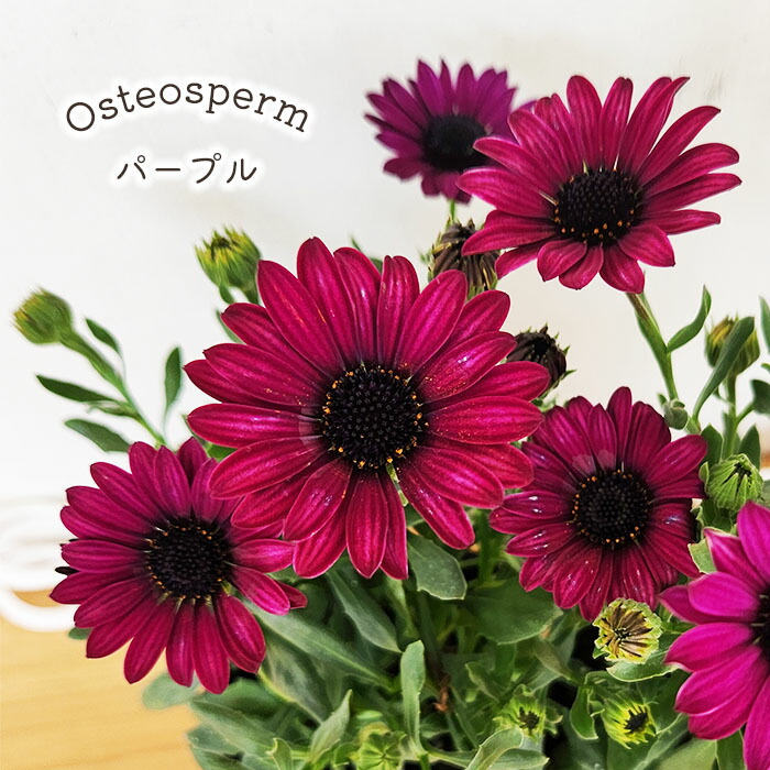 センペルビウム　ピンクレモネード センペルビウム ピンクレモネード センペルビウムの販売