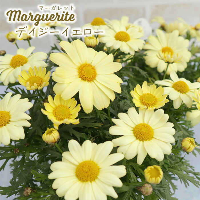 楽天市場】予約販売 マーガレット 苗 マルスレッド 10.5cmポット 花苗