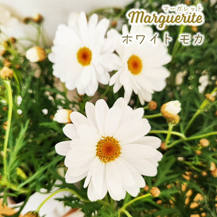 楽天市場】予約販売 マーガレット 苗 マルスレッド 10.5cmポット 花苗