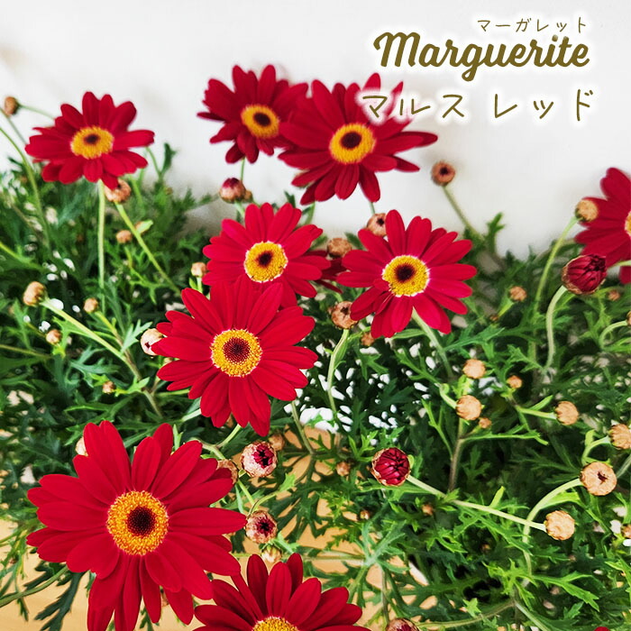 楽天市場】マーガレット キューティーマイス 3.5号苗 : 千草園芸