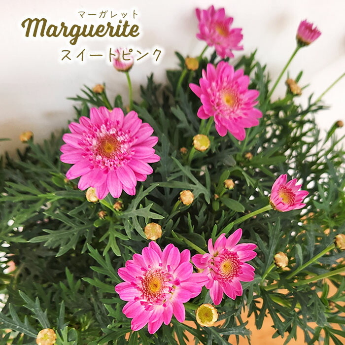 楽天市場】【花苗】マーガレット スウィートピンク 9cmポット 1苗 農林