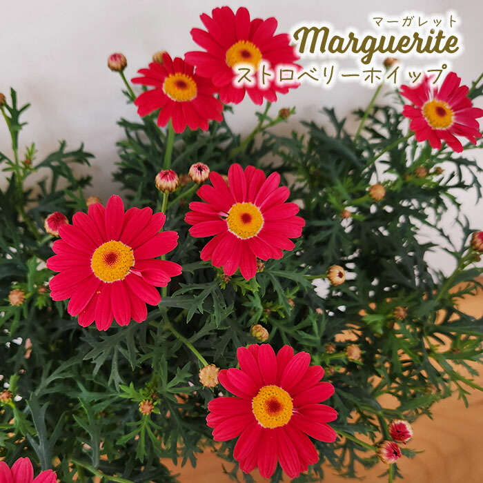 楽天市場】一重咲き マーガレット ストロベリーホイップ 3.5号ポット苗