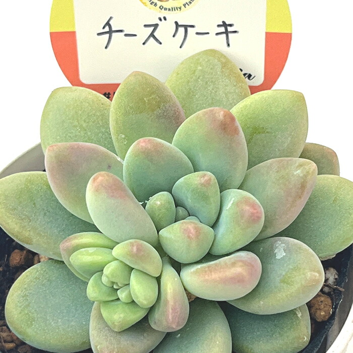 楽天市場】多肉植物 oriミックスベリア No.008 ちょこん 多肉