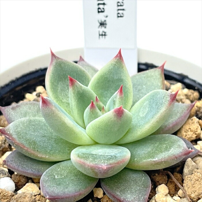 ファームパルク苗 希少 バレンタインベアー 札付き その他多肉植物