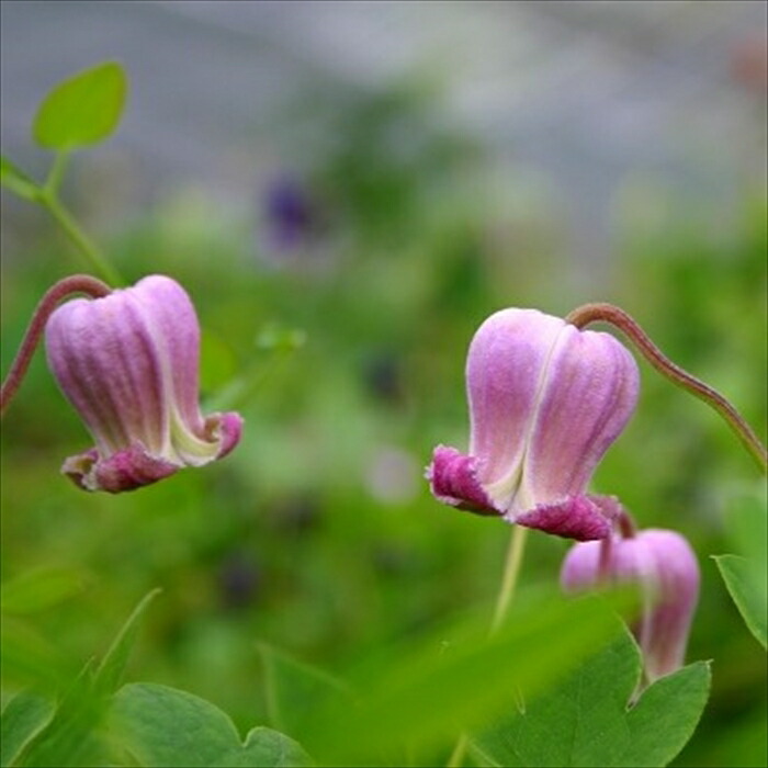 楽天市場】予約販売 クレマチス 苗 コアクチリス インテグフォリア系