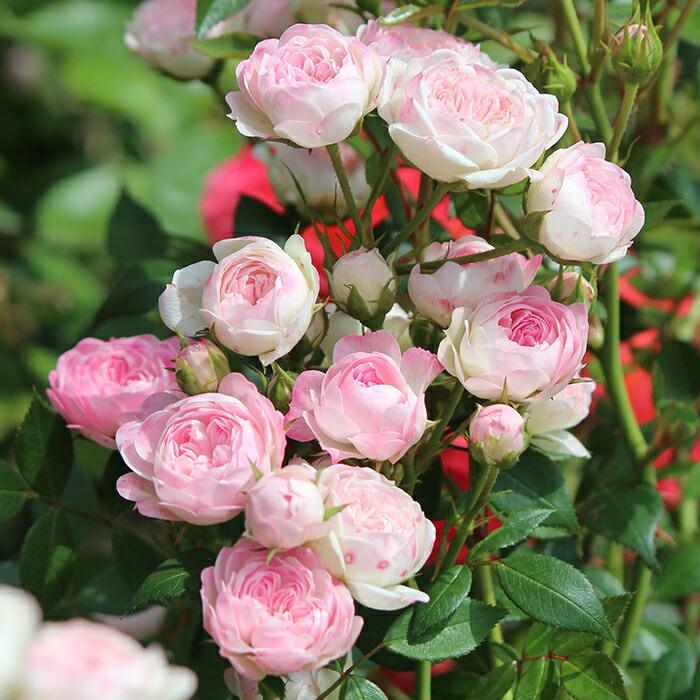 楽天市場】予約販売 バラ苗 バラ大苗 イングリッシュローズ レディエマ