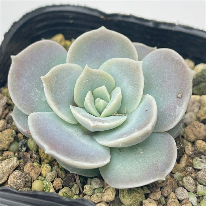 エケベリア・セダム hgcpdmiracle 楽天市場】多肉植物 sbセダム ブラックベリー 多肉植物