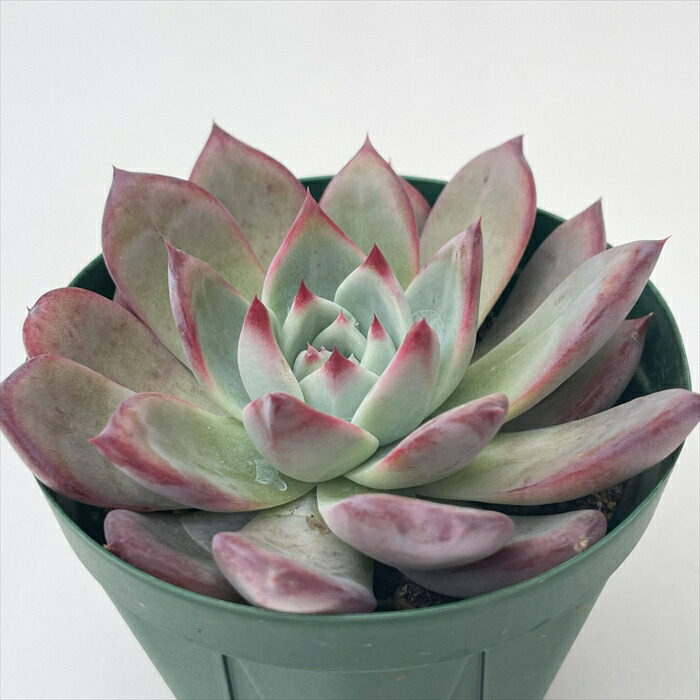 楽天市場】多肉植物 sbエケベリア グラウス 多肉植物 エケベリア 7.5cm